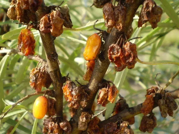 Planting and caring for sea buckthorn: the basics of growing in a summer cottage