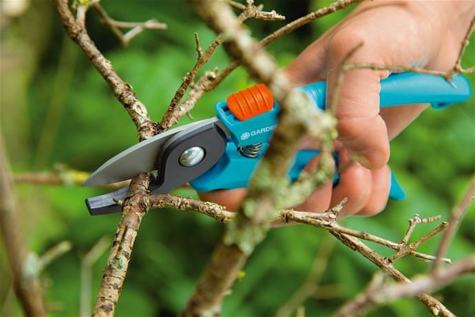 Planting and caring for sea buckthorn: the basics of growing in a summer cottage