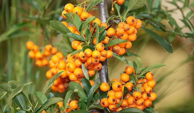 Planting and caring for sea buckthorn: the basics of growing in a summer cottage