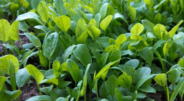 Planting and caring for sorrel in the open field: we grow together