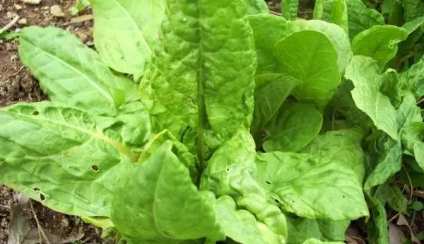 Planting and caring for sorrel in the open field: we grow together