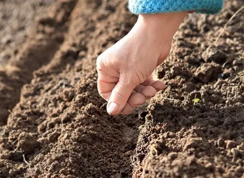 Planting and caring for sorrel in the open field: we grow together