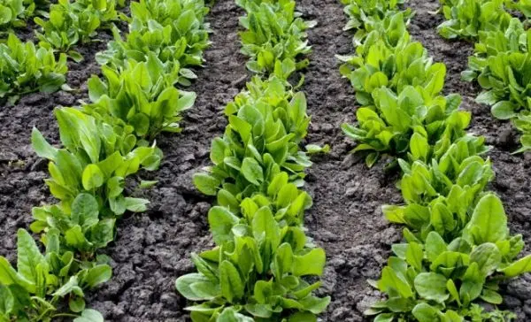 Planting and caring for sorrel in the open field: we grow together