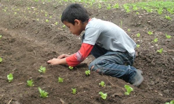 Planting and caring for sorrel in the open field: we grow together