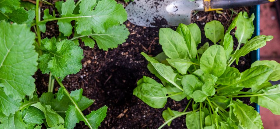 Planting and caring for sorrel in the open field: we grow together