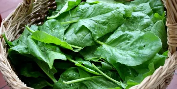 Planting and caring for spinach in the open field: the main rules