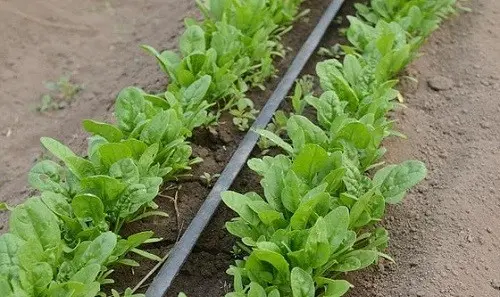 Planting and caring for spinach in the open field: the main rules