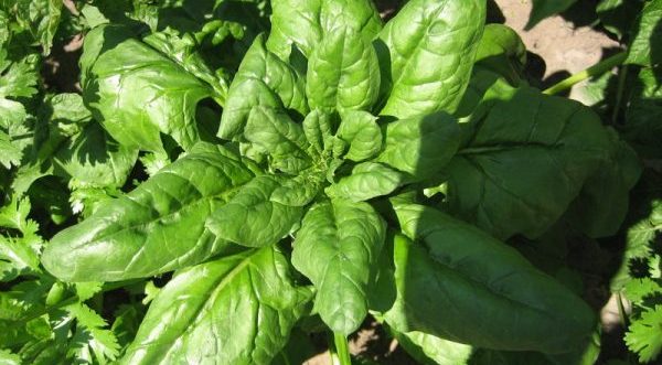 Planting and caring for spinach in the open field: the main rules