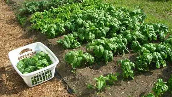 Planting and caring for spinach in the open field: the main rules