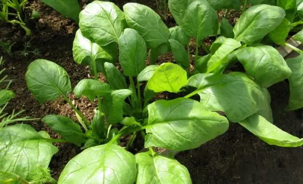 Planting and caring for spinach in the open field: the main rules