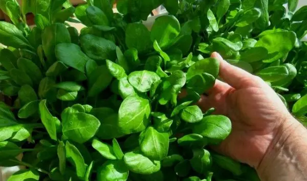 Planting and caring for spinach in the open field: the main rules