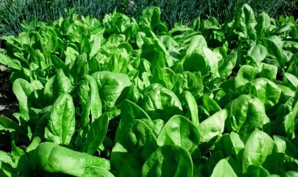 Planting and caring for spinach in the open field: the main rules