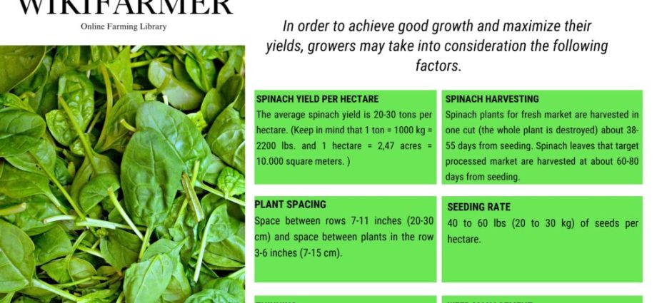 Spinach in agro aperto seruntur et curant: praecepta principalia