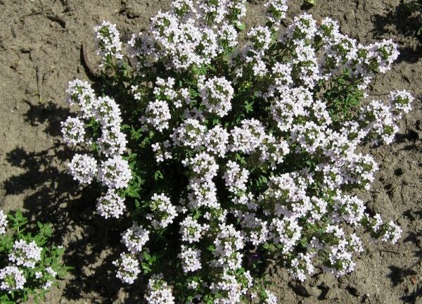 Planting and caring for thyme, growing features