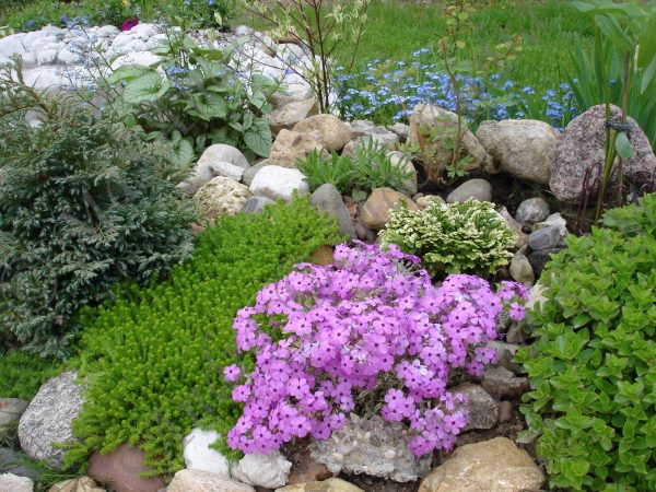 Planting and caring for thyme, growing features