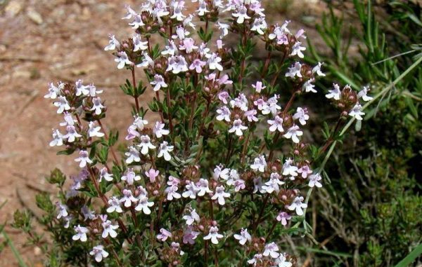 Planting and caring for thyme, growing features