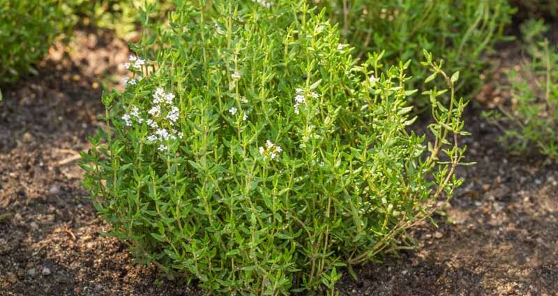 Planting and caring for thyme, growing features