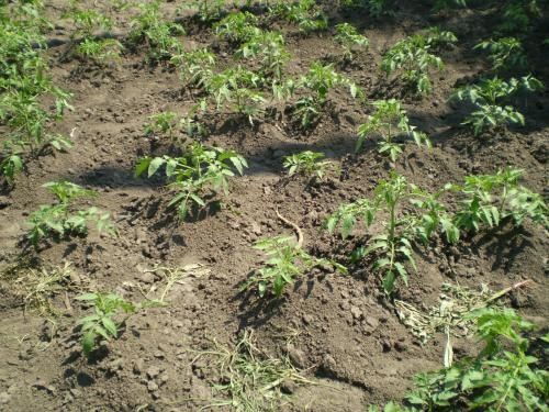 Planting and caring for tomatoes in the open field