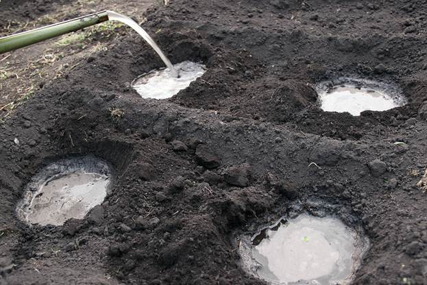 Planting and caring for tomatoes in the open field