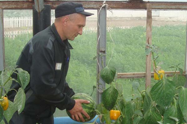 Planting and caring for watermelon in the open field - plodovie.ru