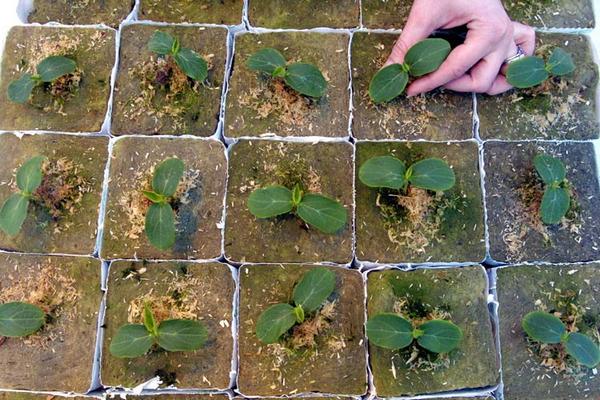 Planting and caring for watermelon in the open field - plodovie.ru