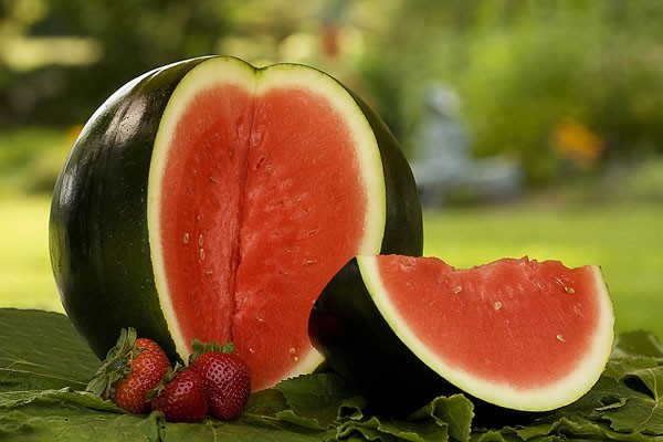 Planting and caring for watermelon in the open field - plodovie.ru