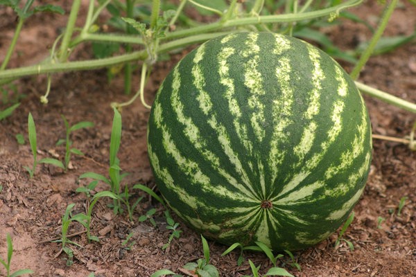 Planting and caring for watermelon in the open field - plodovie.ru