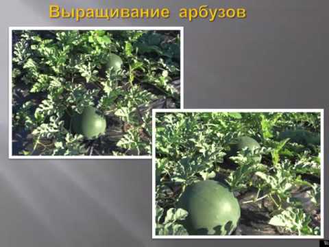 Planting and caring for watermelon in the open field - plodovie.ru