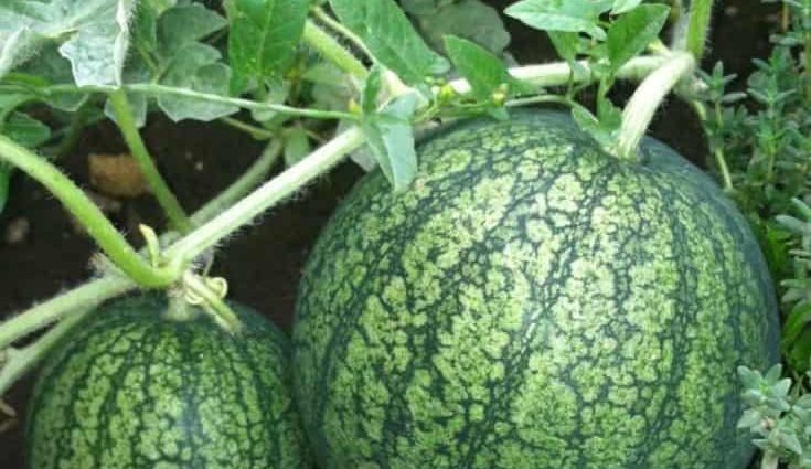 Planting and caring for watermelon in the open field &#8211; plodovie.ru