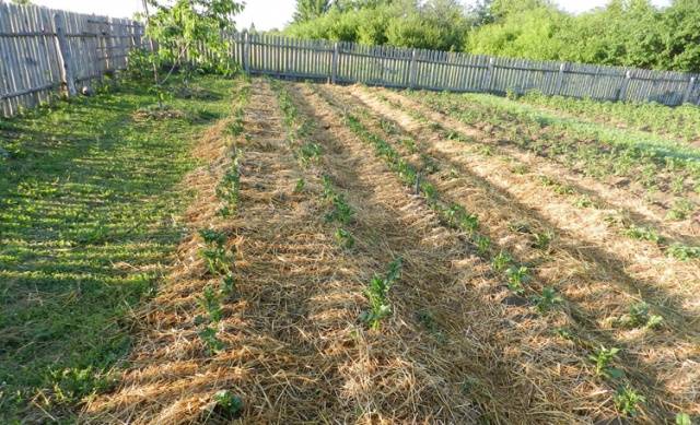 Planting and growing potatoes + video