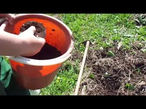 Planting and growing potatoes + video