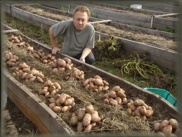 Planting and growing potatoes + video