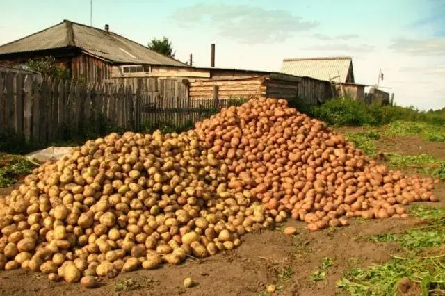 Planting and growing potatoes + video