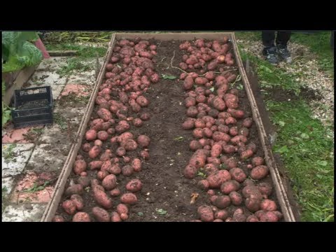 Planting and growing potatoes + video