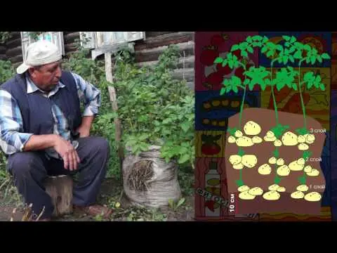 Planting and growing potatoes + video