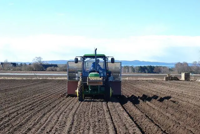 Planting and growing potatoes + video