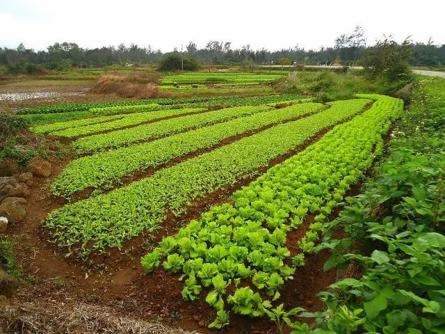 Planting and growing potatoes + video