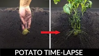 Planting and growing potatoes + video