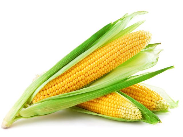 Planting and growing technology of sweet corn