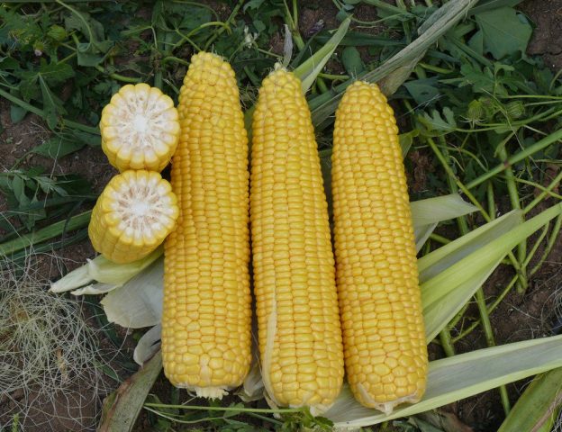 Planting and growing technology of sweet corn