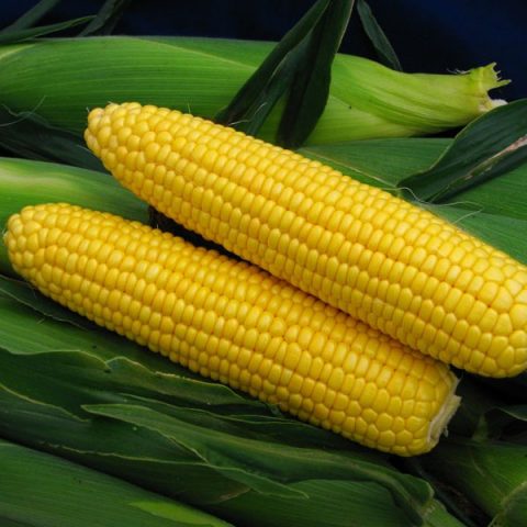 Planting and growing technology of sweet corn