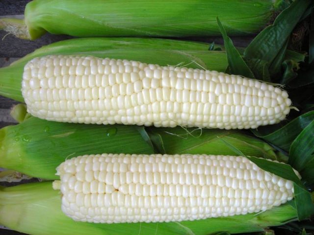 Planting and growing technology of sweet corn