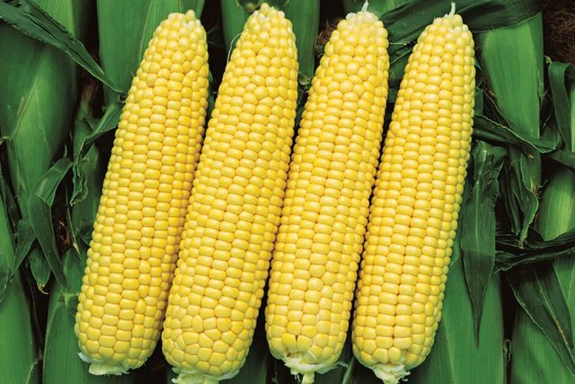 Planting and growing technology of sweet corn