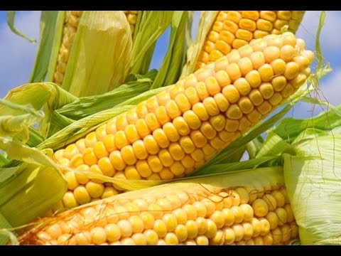 Planting and growing technology of sweet corn