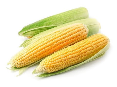 Planting and growing technology of sweet corn