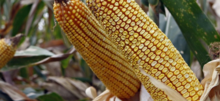 Planting and growing technology of sweet corn