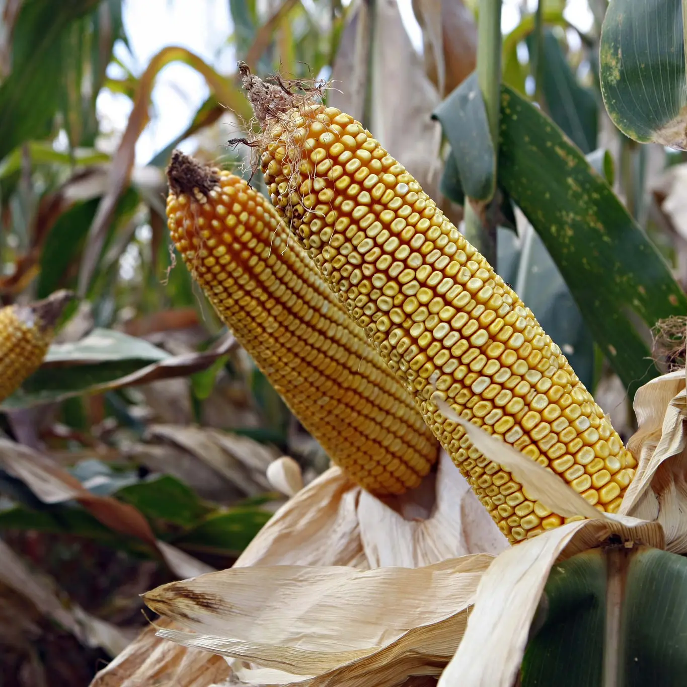 Planting and growing technology of sweet corn