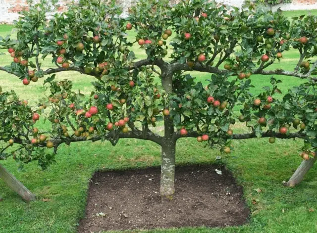 Planting and pruning creeping apple trees