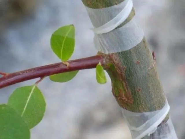 Planting and pruning creeping apple trees