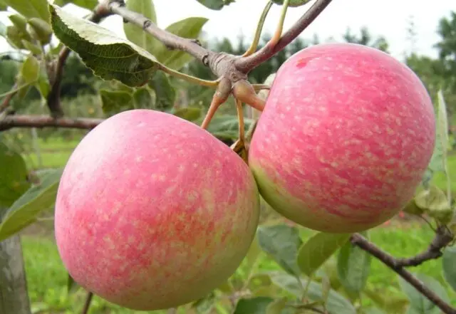 Planting and pruning creeping apple trees